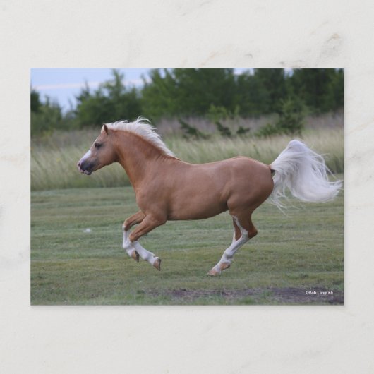 Bob Langrish | Palomino Welsh Pony Running Postkarte (Vorderseite)