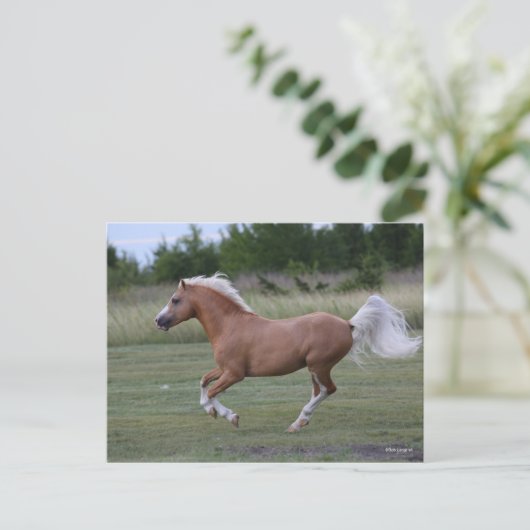Bob Langrish | Palomino Welsh Pony Running Postkarte (Stehend Vorderseite)