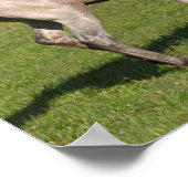 Bob Langrish | Paso Fino Pferd mit Ball spielen Poster (Ecke)