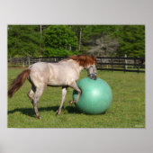 Bob Langrish | Paso Fino Pferd mit Ball spielen Poster (Vorne)