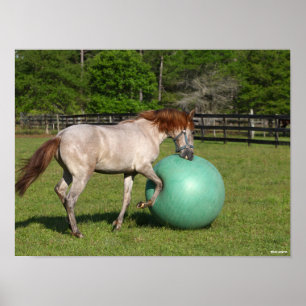 Bob Langrish   Paso Fino Pferd mit Ball spielen Poster