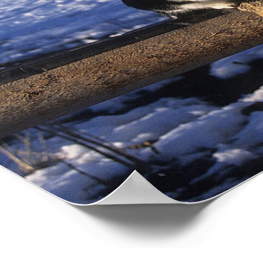 Bob Langrish | Pferd und Katze im Schnee Poster (Ecke)