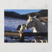 Bob Langrish | Pferd und Katze im Schnee Postkarte (Vorderseite)