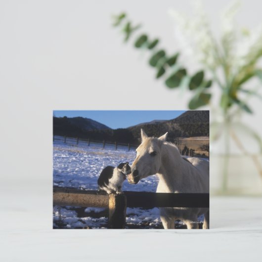 Bob Langrish | Pferd und Katze im Schnee Postkarte (Stehend Vorderseite)