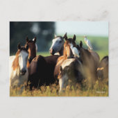 Bob Langrish | Pferdebestand, mit Vögeln Stehend Postkarte (Vorderseite)