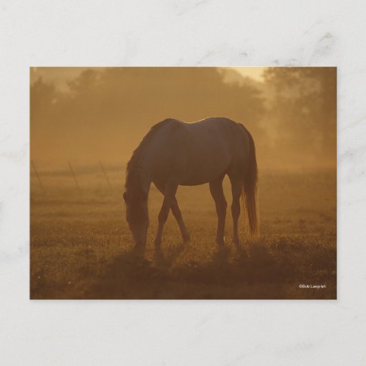 Bob Langrish | Pferdeweide Sonnenaufgang Postkarte (Vorderseite)