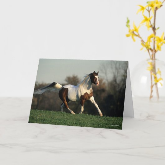 Bob Langrish | Pinto Arab Mane and Schwanz Flows Karte (Gelbe Blume)