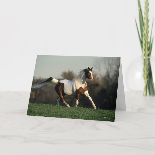 Bob Langrish | Pinto Arab Mane and Schwanz Flows Karte (Vorderseite)