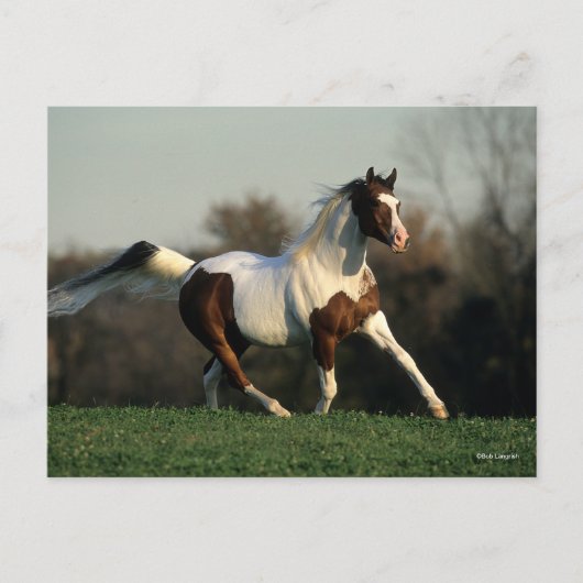 Bob Langrish | Pinto Arab Mane and Schwanz Flows Postkarte (Vorderseite)