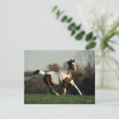 Bob Langrish | Pinto Arab Mane and Schwanz Flows Postkarte (Stehend Vorderseite)