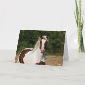 Bob Langrish | Pinto Haflinger Headshot Karte (Vorderseite)