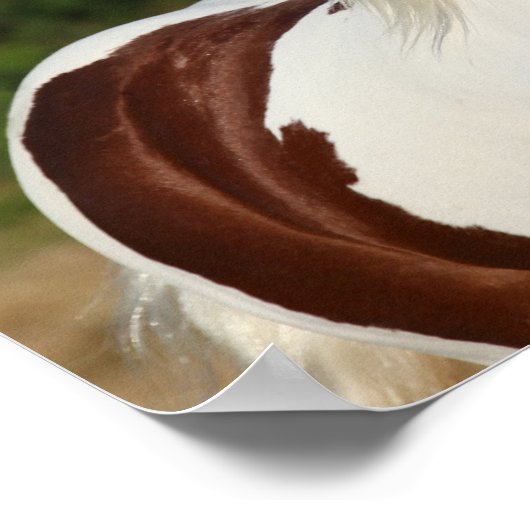 Bob Langrish | Pinto Haflinger Headshot Poster (Ecke)