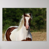 Bob Langrish | Pinto Haflinger Headshot Poster (Vorne)