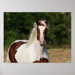 Bob Langrish   Pinto Haflinger Headshot Poster