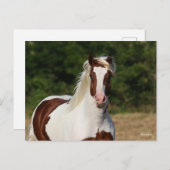 Bob Langrish | Pinto Haflinger Headshot Postkarte (Vorne/Hinten)