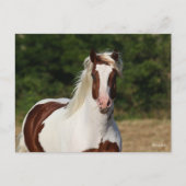 Bob Langrish | Pinto Haflinger Headshot Postkarte (Vorderseite)