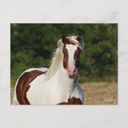 Bob Langrish | Pinto Haflinger Headshot Postkarte (Vorderseite)