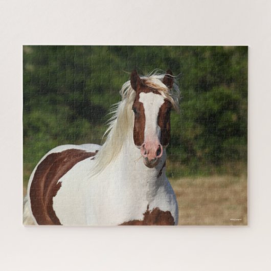 Bob Langrish | Pinto Haflinger Headshot Puzzle (Horizontal)