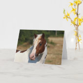 Bob Langrish | Pinto Haflinger-Stallion-Headshot Karte (Gelbe Blume)