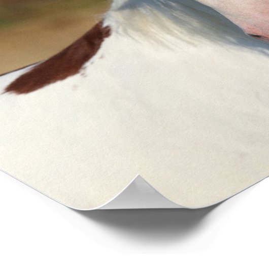 Bob Langrish | Pinto Haflinger-Stallion-Headshot Poster (Ecke)