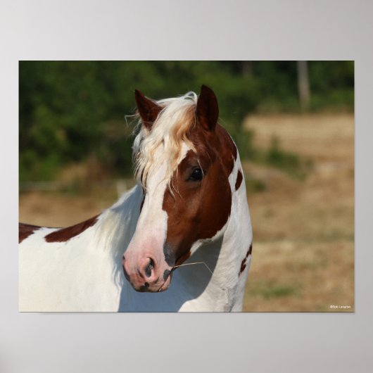Bob Langrish | Pinto Haflinger-Stallion-Headshot Poster (Vorne)
