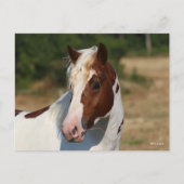 Bob Langrish | Pinto Haflinger-Stallion-Headshot Postkarte (Vorderseite)