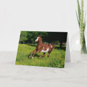 Bob Langrish | Pinto Oldenburg Laufen in Blume Karte (Vorderseite)