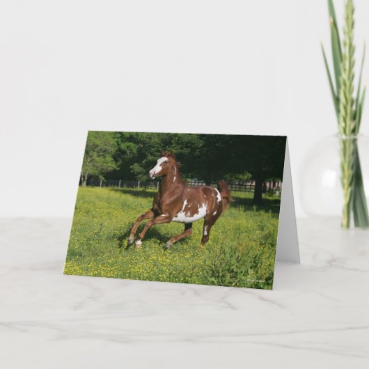 Bob Langrish | Pinto Oldenburg Laufen in Blume Karte (Vorderseite)