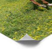 Bob Langrish | Pinto Oldenburg Laufen in Blume Poster (Ecke)