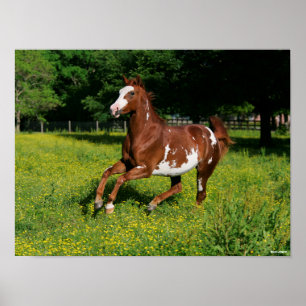 Bob Langrish   Pinto Oldenburg Laufen in Blume Poster