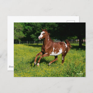 Bob Langrish   Pinto Oldenburg Laufen in Blume Postkarte