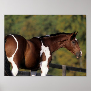 Bob Langrish   Pinto Warmblood Stehend Headshot Poster