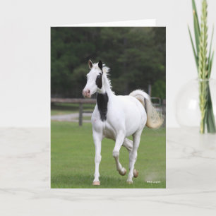 Bob Langrish Pinto Warmblut Karte