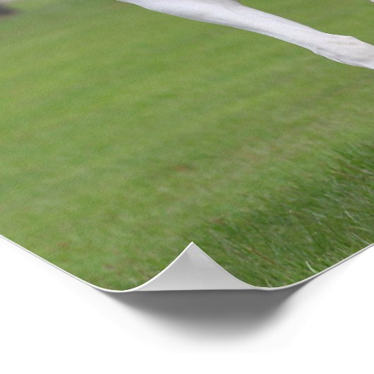 Bob Langrish | Pinto Warmblut Poster (Ecke)