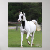 Bob Langrish | Pinto Warmblut Poster (Vorne)