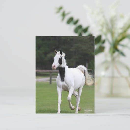 Bob Langrish | Pinto Warmblut Postkarte (Stehend Vorderseite)
