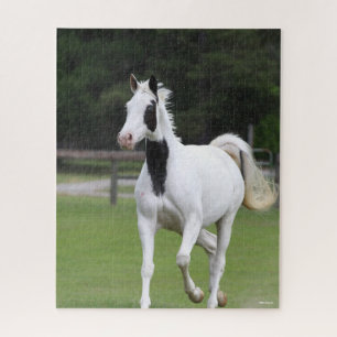 Bob Langrish   Pinto Warmblut Puzzle