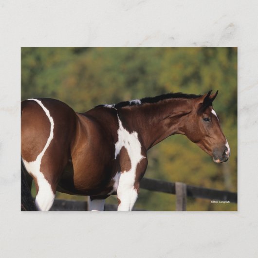 Bob Langrish | Pinto Warmblut Stehender Headshot Postkarte (Vorderseite)