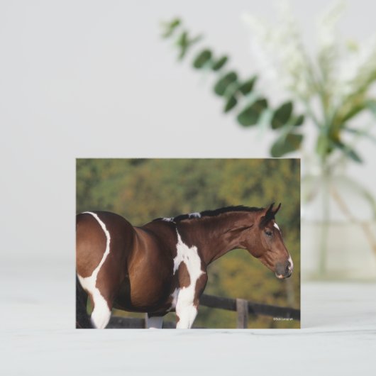 Bob Langrish | Pinto Warmblut Stehender Headshot Postkarte (Stehend Vorderseite)