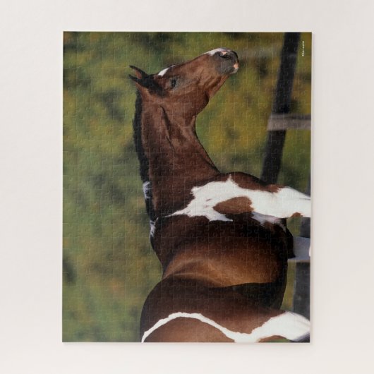 Bob Langrish | Pinto Warmblut Stehender Headshot Puzzle (Vertikal)