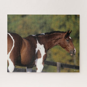 Bob Langrish   Pinto Warmblut Stehender Headshot Puzzle