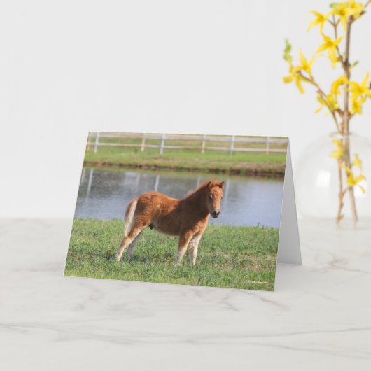 Bob Langrish | Pony Foal-Miniatur-Stehende Karte (Gelbe Blume)
