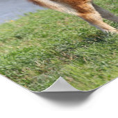 Bob Langrish | Pony Foal-Miniatur-Stehende Poster (Ecke)