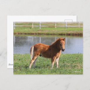 Bob Langrish   Pony Foal-Miniatur-Stehende Postkarte