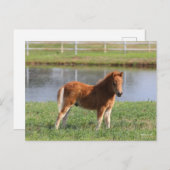 Bob Langrish | Pony Foal-Miniatur-Stehende Postkarte (Vorne/Hinten)