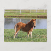 Bob Langrish | Pony Foal-Miniatur-Stehende Postkarte (Vorderseite)