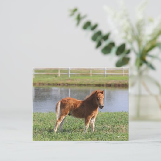 Bob Langrish | Pony Foal-Miniatur-Stehende Postkarte (Stehend Vorderseite)