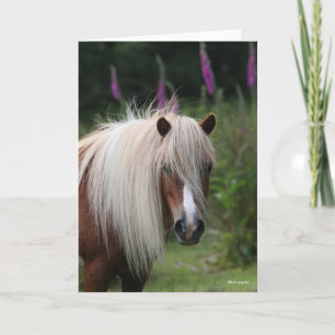 Bob Langrish   Pony-Headshot von Shetland mit Blum Karte