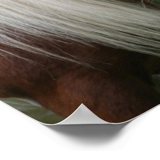 Bob Langrish | Pony-Headshot von Shetland mit Blum Poster (Ecke)