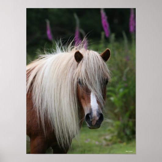 Bob Langrish | Pony-Headshot von Shetland mit Blum Poster (Vorne)